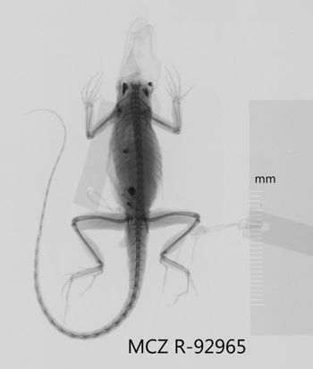 Media type: image;   Herpetology R-92965 Aspect: dorsoventral x-ray
